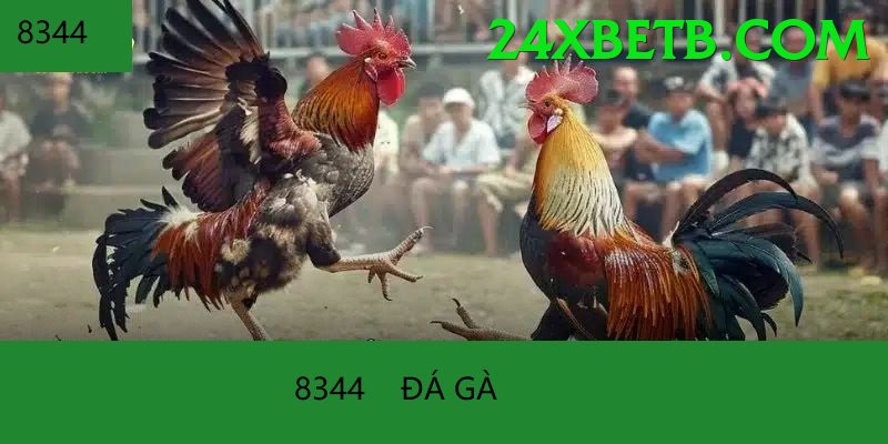 Đá Gà Trực Tiếp - 24xbet